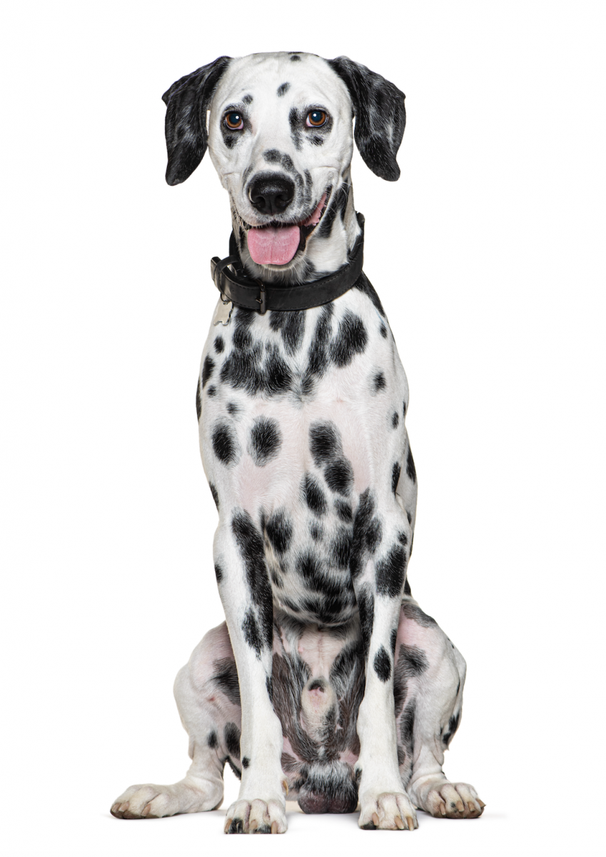 dalmatian-dog